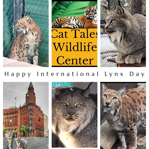 Happy International Lynx Day #lynx #internationallynxday #spokanenonprofit #spokaneeduzoo #cattaleswildlifecenter #cattaleswildlife #canadalynx #carpathianlynx | Cat Tales Wildlife