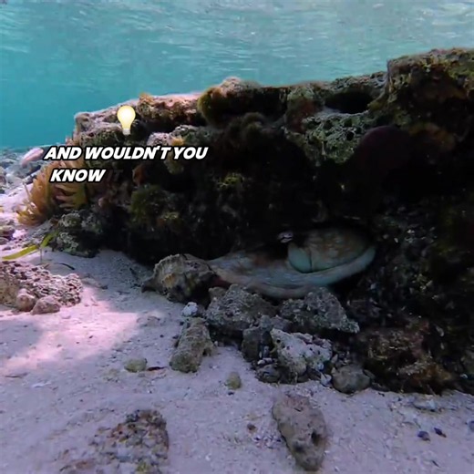 I Caught the WEIRDEST Creatures in Hidden Tide Pools! #SeaCreatures #TidePools #Ocean #Adventure #Wildlife