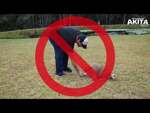 How To Train Your Akita Puppy Training Video | Puppy Preschool | Puppy Advice