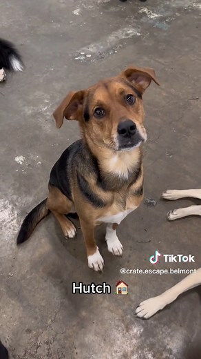 Perfect Dog Names List: Naming Your Pet Just Right