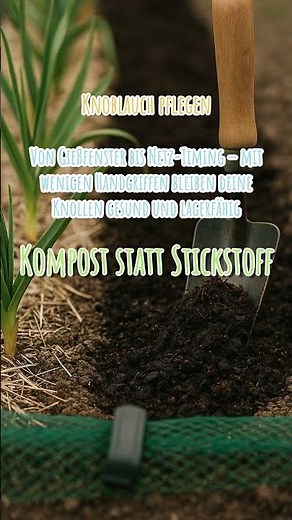 Knoblauch richtig pflegen für fette Ernte!