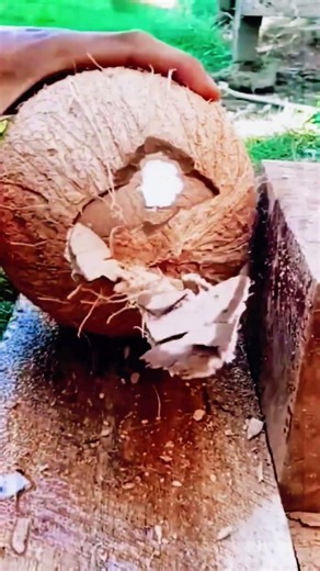 Opening coconut shell safely for clean meat and water access