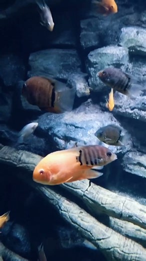 Glowing Orange Beauties: Blood Parrot Cichlids in Action!