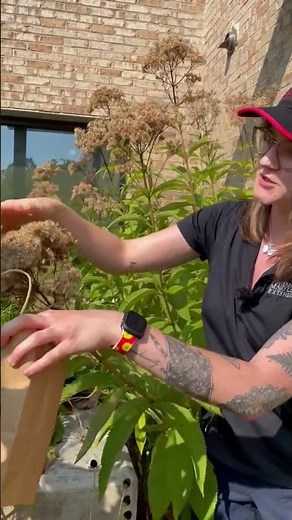 Saving Seeds - Part 2 (Collecting)