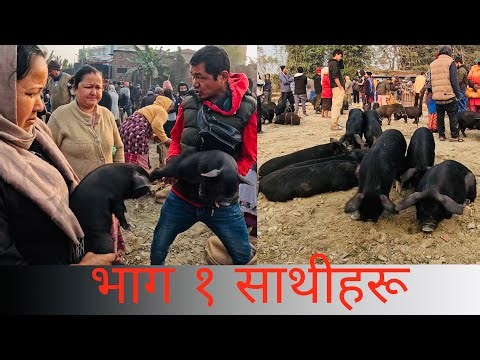 बेलबारी पसु वजार भाग १