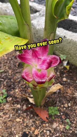 Gorgeous Turmeric Flowers in My Garden