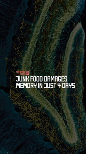 14K views · 199 reactions | Junk Food Damages Memory in Just 4 Days - Can junk food really affect your brain that fast? What happens inside your memory hub after just a few days of unhealthy eating? New research from UNC School of Medicine reveals a shocking connection between diet and memory loss. The effects are quicker than anyone expected. Watch to uncover how this happens and why it matters. #fblifestyle | The Brain Maze | Facebook