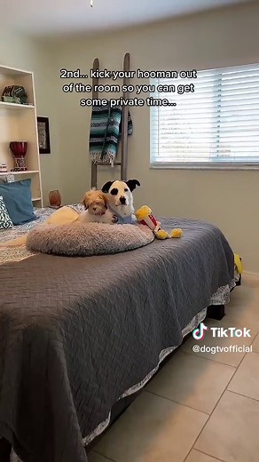 3 Easy Steps for DogTV Success