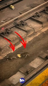 NYC Subway Rats.😎 #nyc #nycsubway #mta #rats #fyp #facebookreel | King Andre