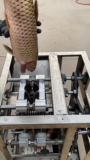 Efficient Fish Processing Machine in Action