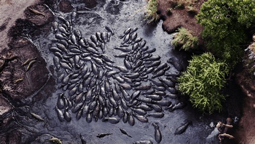 Hippos Appear To Mourn Their Dead In “Extremely Rare” And Heartbreaking Footage