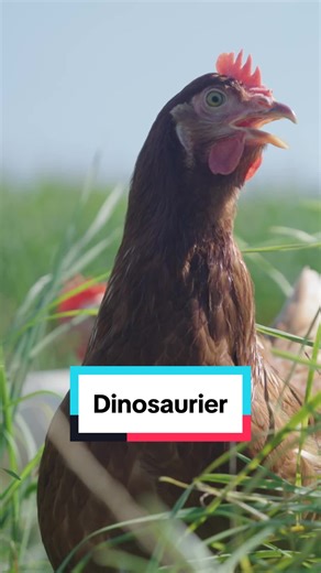 Hühner: Eine Verbindung zu Dinosauriern