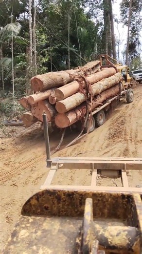 Hauling Massive Logs Through an Impossible Forest #offroad #truck #JCBvideo #viral #tractor #jcb