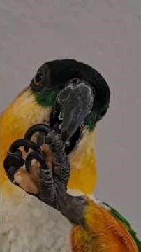 Caique Parrot Loses His Walnut! 😂 Funny Parrot Chase #Caique #FunnyParrot