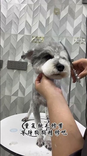 Schnauzer Shearing & Styling: Your Ultimate Guide to Pet Grooming