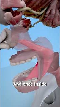 How Far Can Your Tongue Stretch¿ 😮 Surgeon Reacts