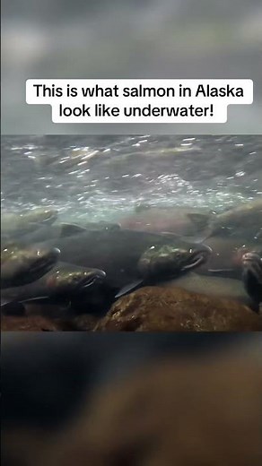 Silver and sockeye salmon at the fish ladder in seward Alaska! Underwater salmon footage. #fishing
