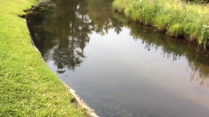Pollock Bridge lunker structure local TU and DNR worked in a few years back. Looks amazing today. Mason-Griffith Founders Chapter Trout Unlimited Michigan Department of Natural Resources | True North Trout