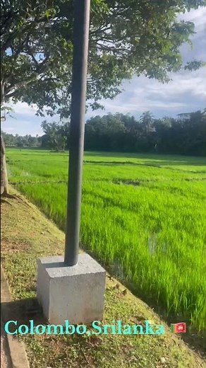 Rice Growing in the Heart of Colombo, Srilanka 🇱🇰