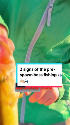 3 Signs of Bass Pre-Spawn: How to Tell When They're Ready It's that time of year again: the pre-spawn! It's a great time to get out on the water and try your luck at catching some aggressive bass. Keep an eye on water temperatures in the upper 50s and get ready to reel in some big ones! #prespawn #bassfishing #fishing