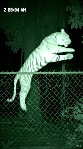 Night Vision CCTV: Tiger Leaps Over Jungle Fence | 2AM Wildlife Footage