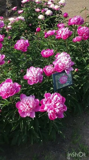 薬用植物指導センターのシャクヤクの様子