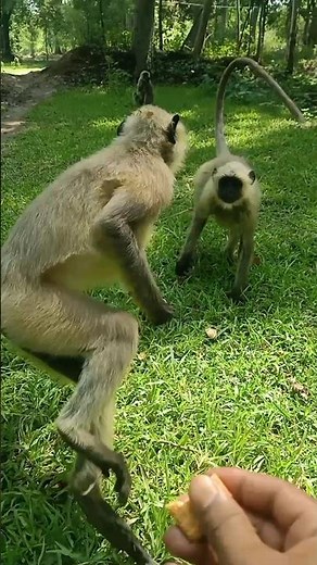 I Tried The Monkey App