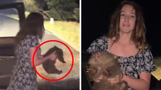 ‘Deport her’: US influencer takes baby wombat from its mother