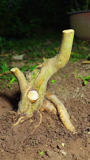 Cho Vịt ăn cũng kiếm được Cây Ồi Mini đang có quả để chơi #kienbonsai #Bonsai #oi