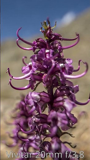 Vivitar 20mm f/3.8 Six Photos Short