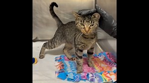 2.1K views · 186 reactions | ID 59282372 Chess is a one-year-old...