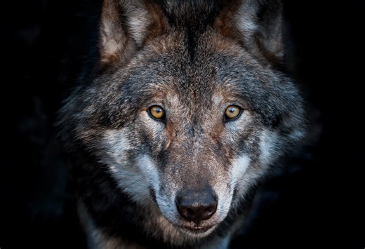 The Origin of Dogs: How Dogs Became Our Best Friends