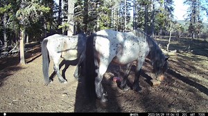 Tissue Alert: I promised to tell the story of Trojan and Tia, 2023. As always, at HAWS we keep it real. | Help Alberta Wildies Society