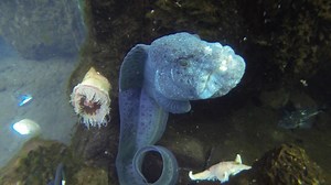 We gave our dive team a GoPro and asked them to show us their world. They went a step further and introduced us one of the zoo's most elusive underwater residents: | Oregon Zoo