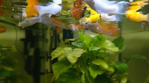 134 reactions · 13 comments | INSECT LARVAE FISH FOOD Have you tried Fluval Bug Bites Flakes? Featuring high-quality Black Soldier Fly larvae protein, the flakes are available in a number of formulations: - Tropical - Goldfish - Color enhancing - Spirulina - Betta Learn more: https://fluvalaquatics.com/us/bug-bites-flakes/ | Fluval | Facebook