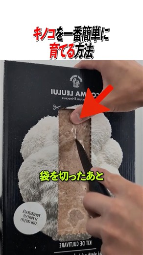 キノコを一番簡単に育てる方法