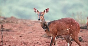 Red-billed Oxpecker Birds All Over Cape Bushbuck In Aberdare Nationa Park In Kenya. Close Up Shot