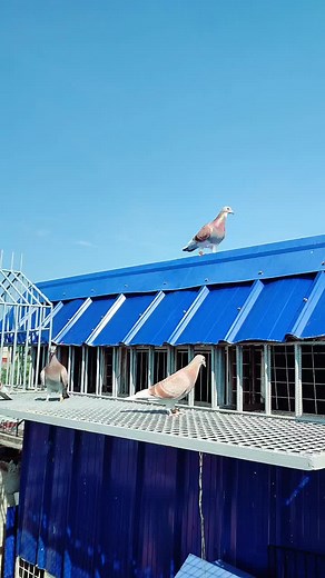 Taiwan Racing Pigeon Loft Design Ideas
