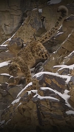 Meet the ultimate mountain predator ❄️ From snowshoe paws to a balancing tail and lungs built for high-altitude hunts, snow leopards are perfectly designed for life in the mountains. #SnowLeopard #WildlifeWonder #MountainPredator #Conservation | Conservation Frontlines