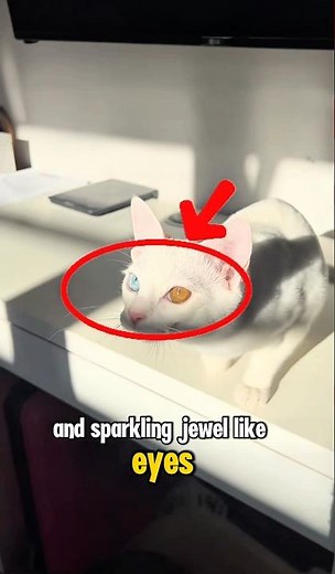 Khao Manee: The Royal Diamond-Eye Cat 🐱 💎
