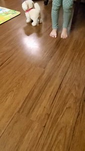 Watch Walking talking dog, interesting cute puppy on Amazon Live