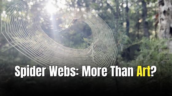 Those strange zigzag decorations in spider webs might finally have an explanation