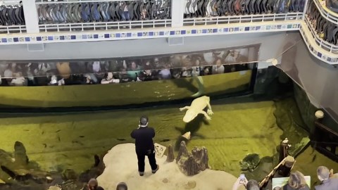 RAW VIDEO: Happy Hatchday Claude! San Francisco's Beloved Albino Alligator Celebrates His 30th 2/3