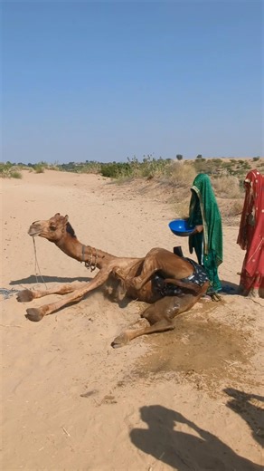 This Camel Scene Is Terrifying #shorts