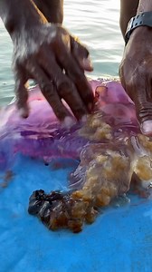 345K views · 224 reactions | Jelly fish Beautiful color謁 #Amazing | Jocil tv | Facebook