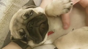 Pug falling asleep | BuzzSharer Pugs