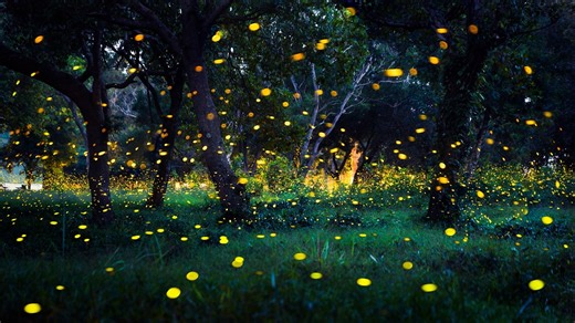 Fireflies' glow lights up the night, but also helps grow their population