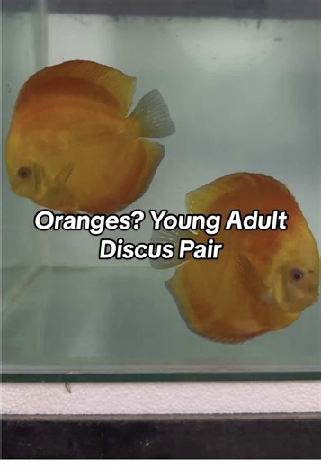 Do you like oranges? Young adult orange melon discus pair #discus #aquarium #fish