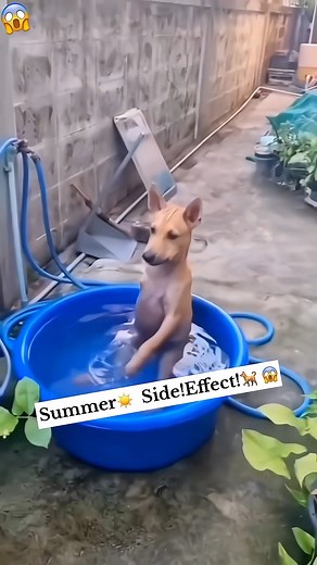 815K views · 14K reactions | Summer ☀️ side effects  dog  #comedy #funny | Inoxent Danish | Facebook