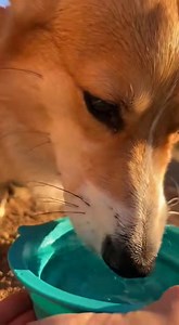 Corgi take a break and drink water🐶💛 #corgi #dog #dogsofinstagram #hikingadventures #hiking #corgiworld #drinks #water | Life With Corgi